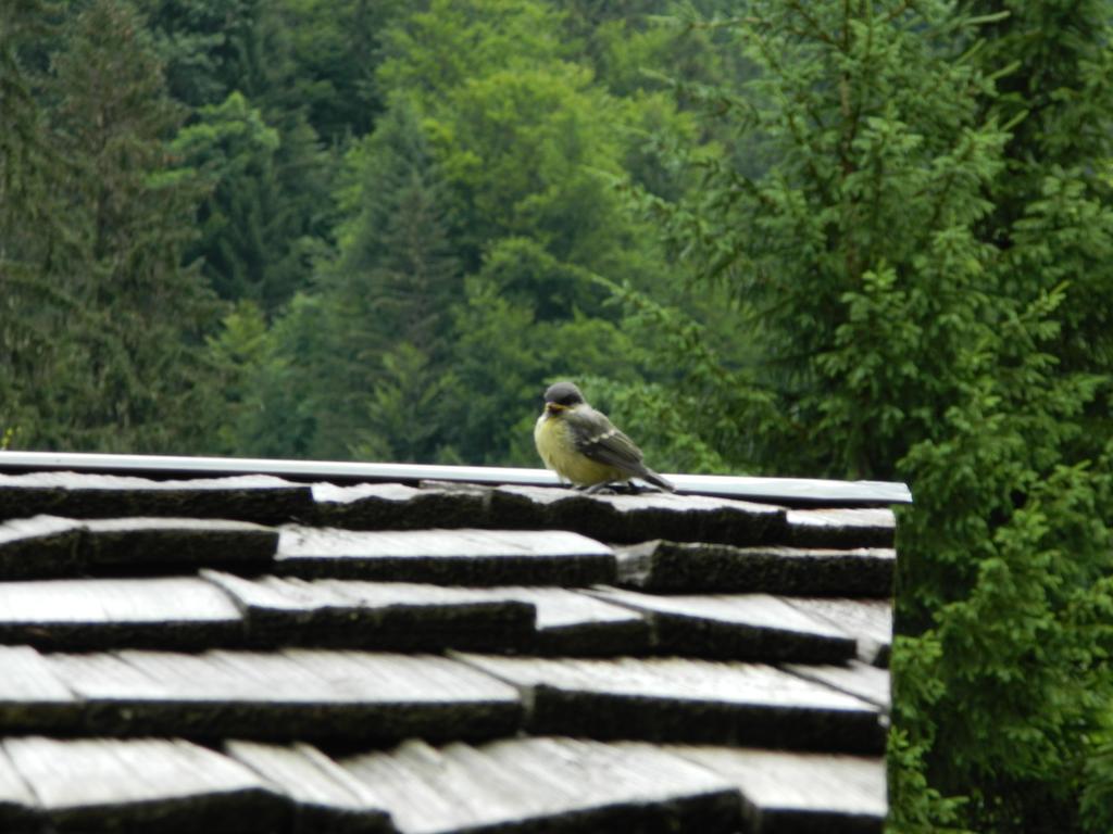 Logis Hotel Les Sapins Montriond Esterno foto